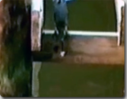 パンくずを利用して魚を釣り上げる利口な鳥「アメリカササゴイ」