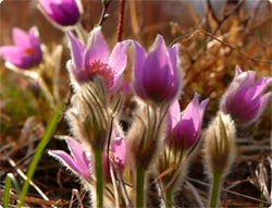 植物と昆虫たちのマクロ世界への旅（高画質映像）