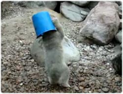 「青バケツの帽子がお気に入りなんだからね！」シロクマの子どものかわいいパフォーマンス