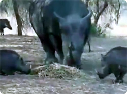 【動画】サイのツノはダテじゃなかった。一撃必殺でイボイノシシを撃墜する衝撃映像