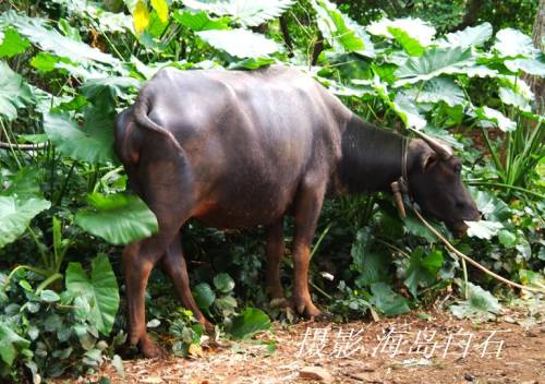 calf-004