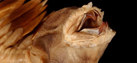 南極の深海で発見されたという謎のクリーチャー、この生物はいったい？