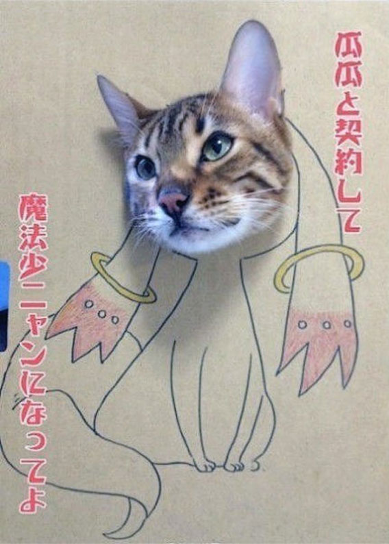 cat_in_a_box_640_09