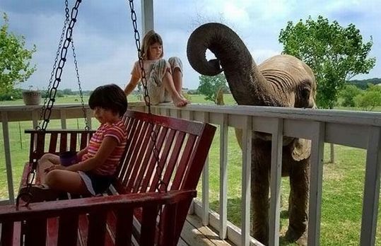 most_unusual_pets_06