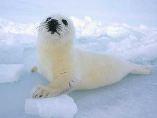 harp-seals-