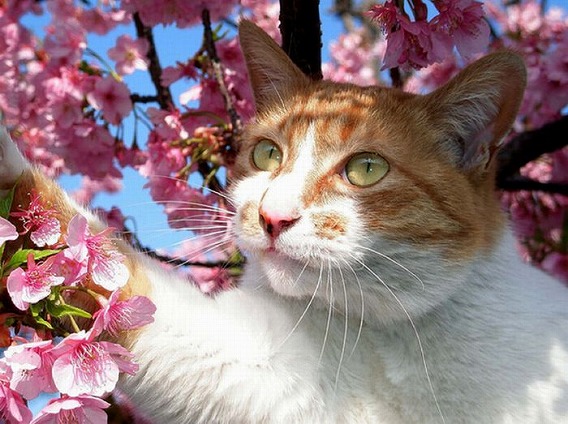 cherry_blossom_tree_cats_05