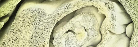 まるで別のものを食べているみたい、身近な食品の顕微鏡画像