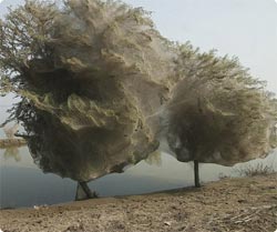 パキスタン大洪水から8ヶ月、木々を避難所にしたクモの大群が巨大なクモの巣を形成、これが予期せぬ福音をもたらす。