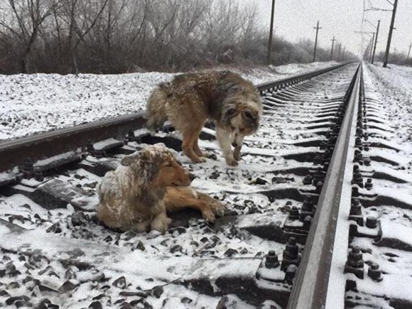 仲間は見捨てない。怪我をして線路の上から動けない犬のそばで自らを危険にさらしながらも2日間守り抜いた犬。