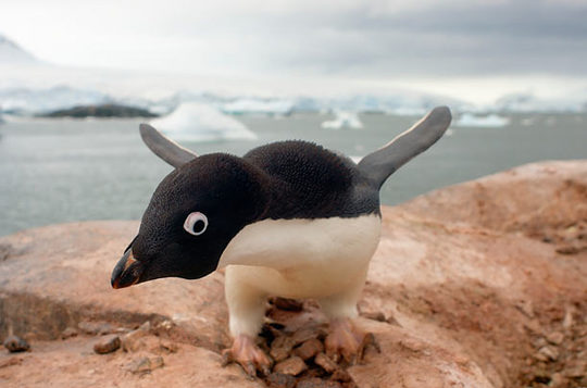 penguins_04