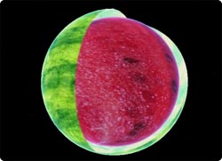 グーグルアースをジューシーにチェンジ！「グーグル・スイカ」