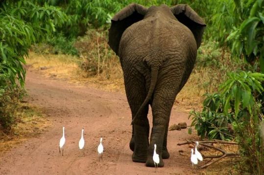 animals_77_03
