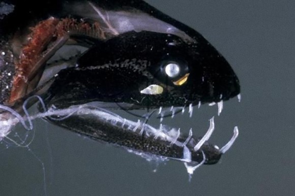 Black-Dragonfish-2_e