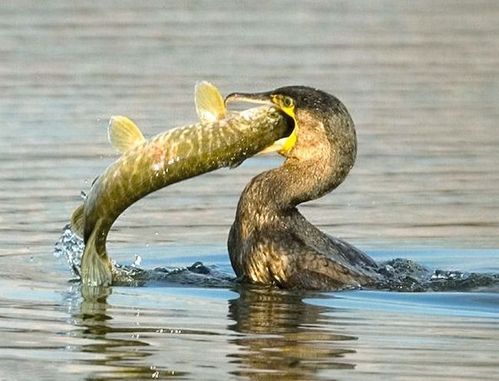 birds_eat_everything_09