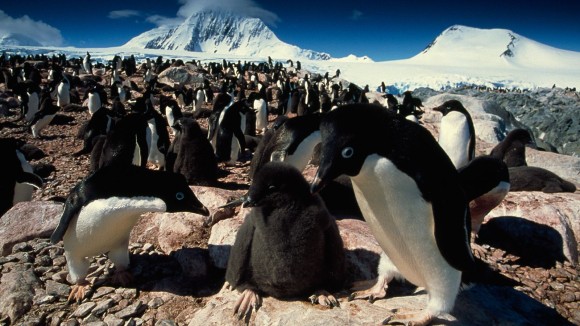 その数なんと150万羽。南極・デンジャー諸島でペンギンの巨大コロニーが発見される。