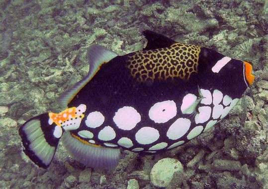 Clown-Trigger-Fish2