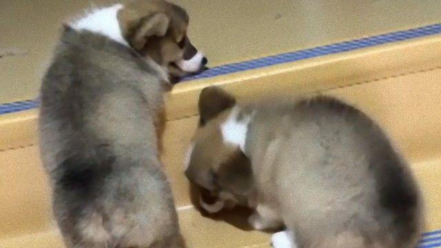 階段が登れない…だもんだから「俺を踏み台にして先に進め！」な子犬たち