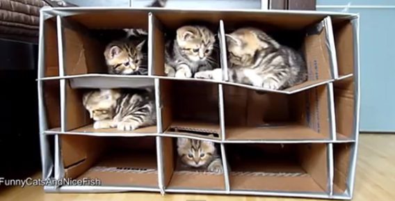 猫がどんどん罠にかかるよ。ダンボールで作った猫巣箱