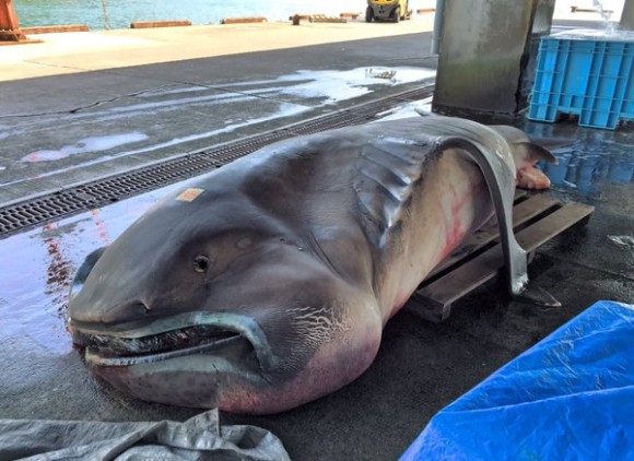 幻の巨大サメ、全長5メートルの「メガマウス」が水揚げされる（三重県）