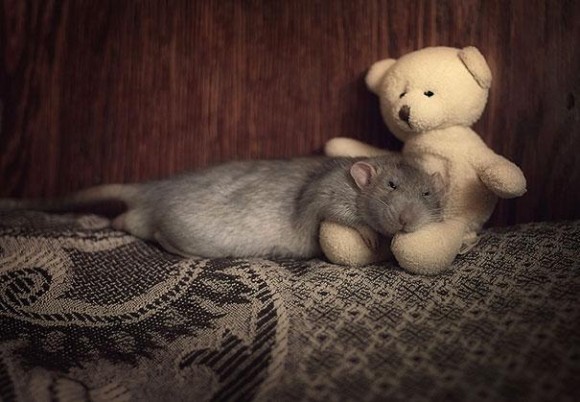 rats-with-teddy-bears-1_e