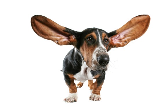 人間の耳は犬の耳。かつて人類の耳は犬の耳と同様音に反応して動いていた（米研究）