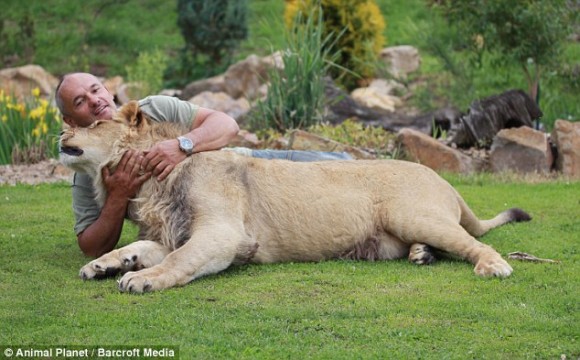 「猛獣やめて～！」周りの住民から避難されながらもライオンを飼い続ける男性（チェコ共和国）