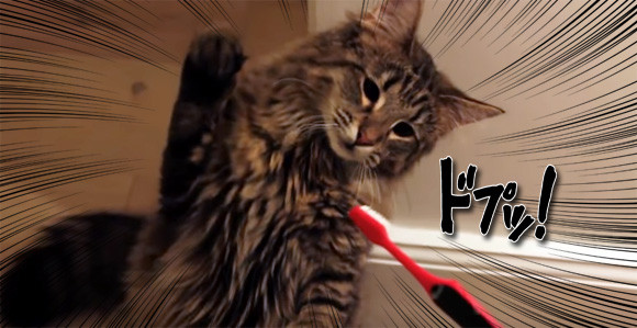 何こいつ、何こいつ！猫の電動歯ブラシに対する反応動画総集編