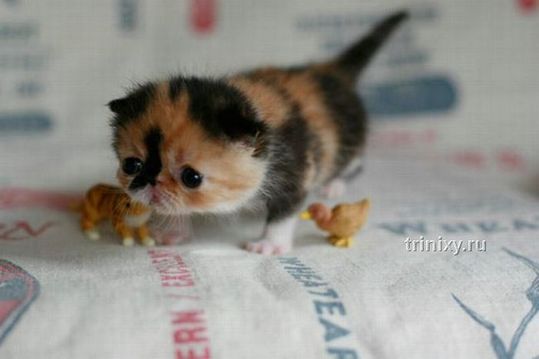 adorable_tiny_kitten_01