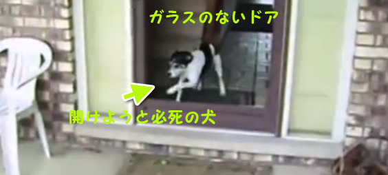 え？どゆこと？ガラスのないドアを自由に出入りする少女の横で、必死にドアを開けようとする犬