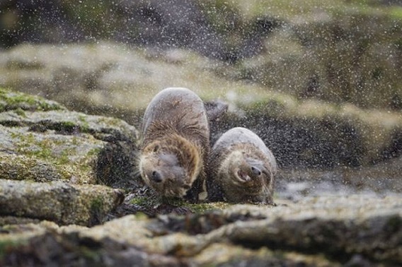 the_best_wildlife_photos_for_04