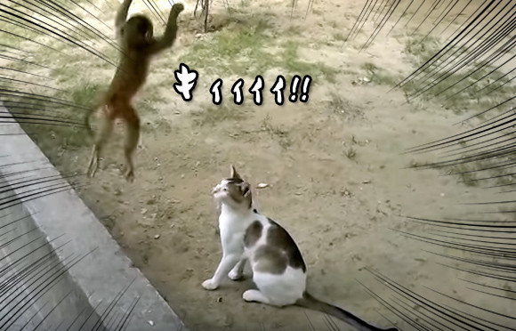 猫にちょっかいを出す猿の空中攻撃がウザすぎた