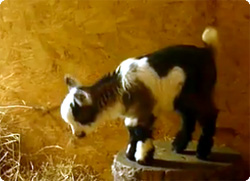 インテル入ってる？おもちゃよりもおもちゃらしい、テコテコ動くかわいい子ヤギ