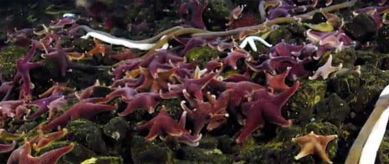 南極海底触手地獄、アザラシの死骸に群がる大量のヒトデやヒモムシの動きを早回しで（高画質）