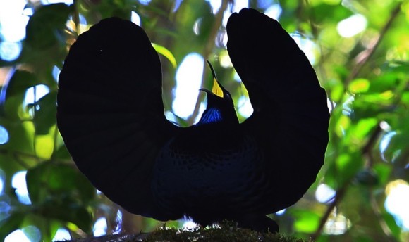 あの超黒素材ベンタブラックに匹敵するほど真っ黒な鳥「超黒鳥」の秘密が明らかに