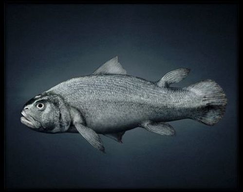 fish_01