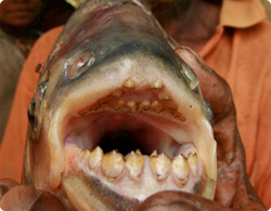 男性の陰部を噛み千切る鋭い歯を持つ殺人魚「ボールカッター」が捕獲される（パプアニューギニア）