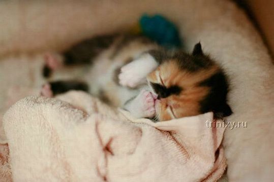 adorable_tiny_kitten_10