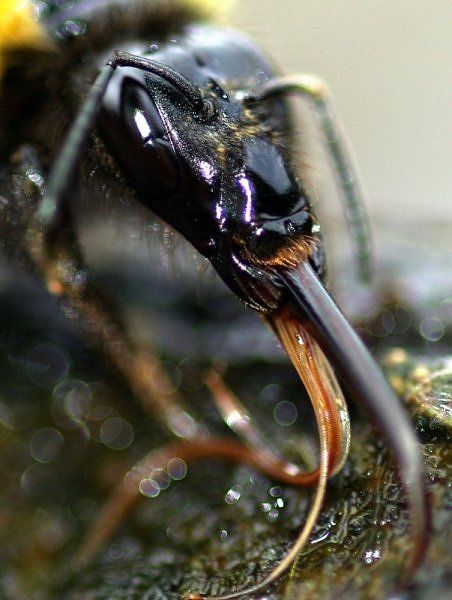 alien_insects_03
