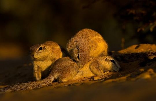 gophers_05