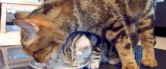子猫収納型のミルクのみスタイルを確立した母猫
