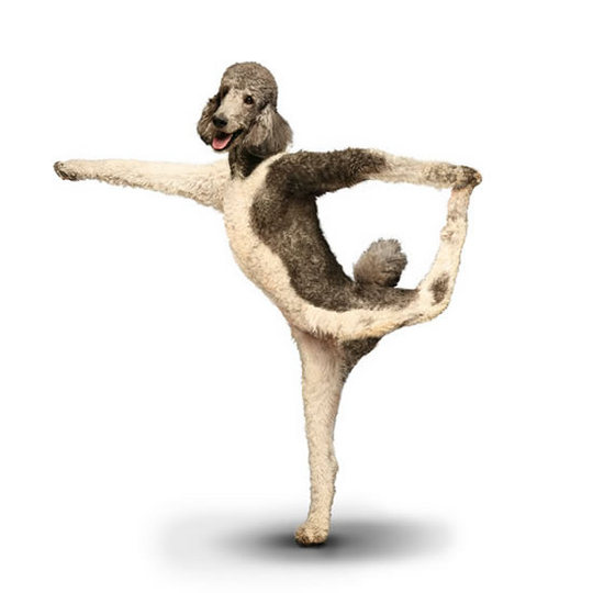 yoga-dogs2