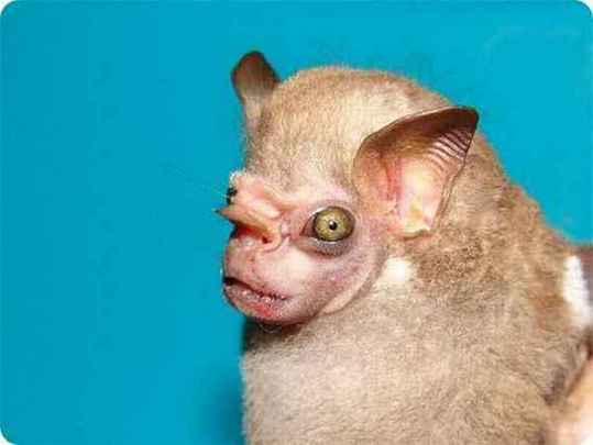 odd-animals40