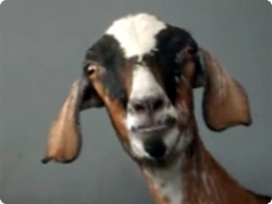 【動画】チャイコフスキーのくるみ割り人形を熱心に聞き入るヤギ