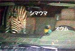 肩に「オウム」、後部座席に「シマウマ」を乗せて運転していた男性、飲酒運転で逮捕（アメリカ）