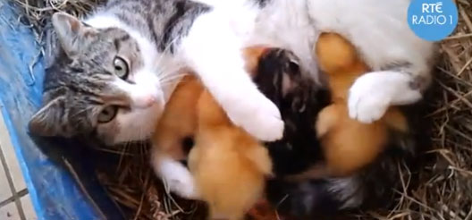 これぜーんぶあたしの子！子猫と子アヒル3匹を抱きかかえる母猫のいる風景