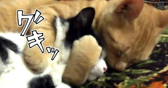 ねこめしい・・・猫が猫をあまーく愛するムギュムギュ動画