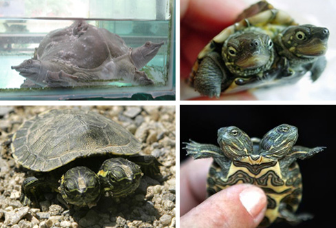 Two-Headed-Turtles