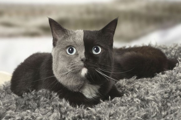 真ん中でくっきりわかれた二色顔。黒とグレーのスタイリッシュな配色で人気急上昇中の猫、ナルシアさんにズームイン！（フランス）