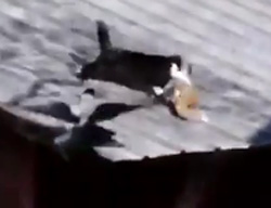 やね