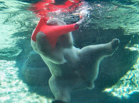 polar_bears_06